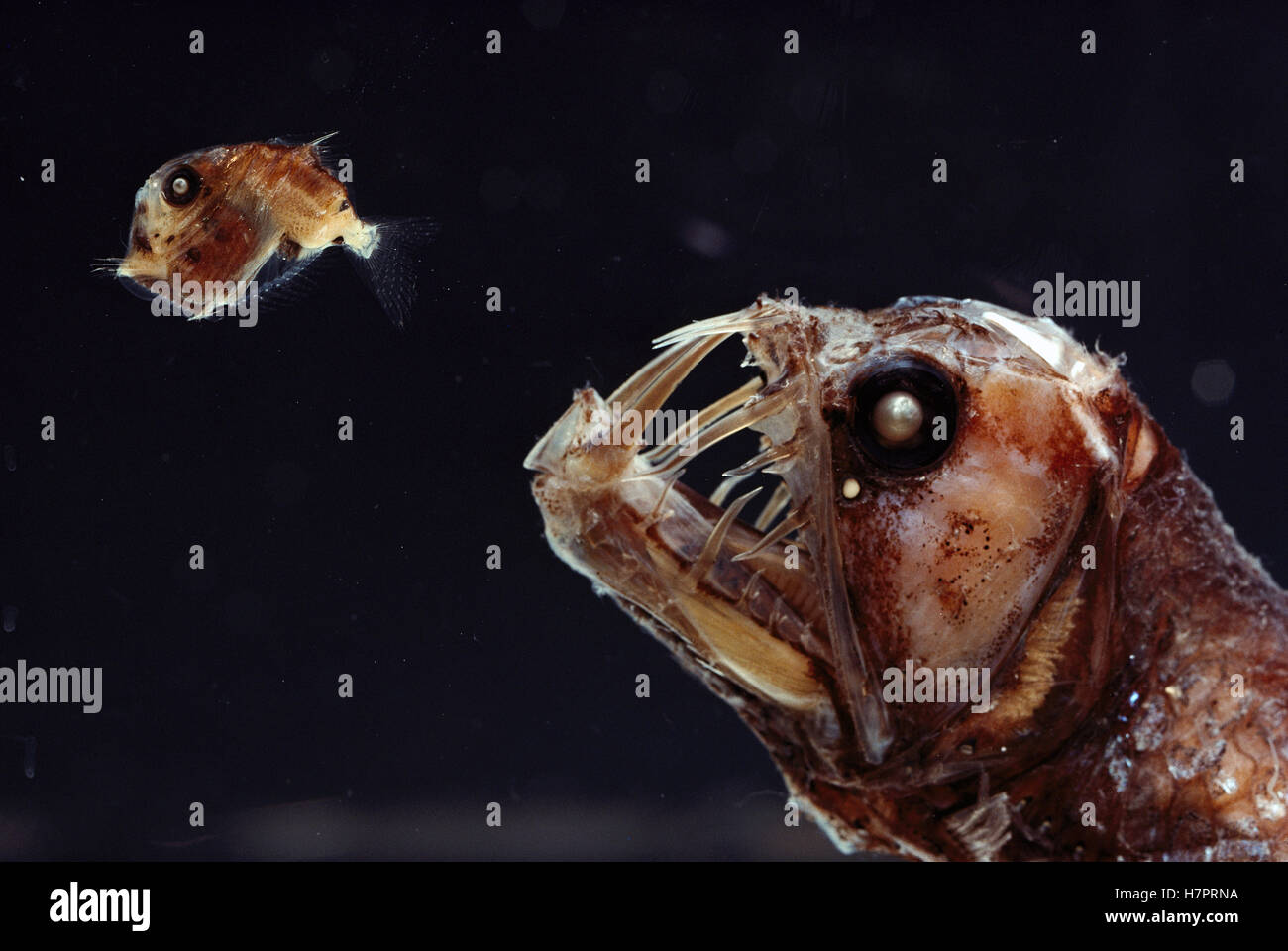 Viperfish (Chauliodus sp) chasing Hatchetfish (Sternoptyx sp) deep sea