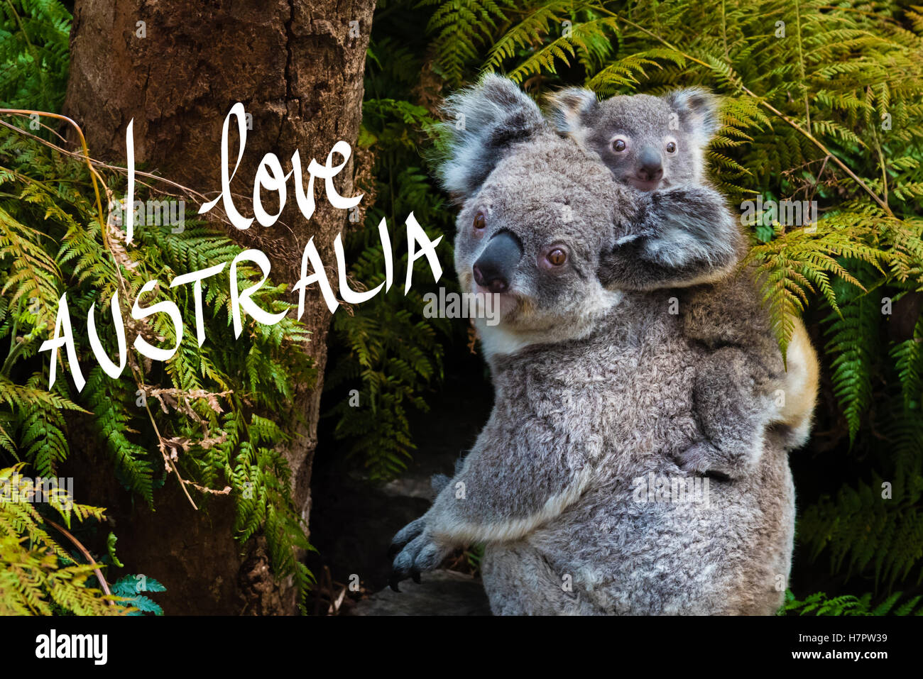 Page 3 Koala Bear Baby Mother High Resolution Stock Photography And Images Alamy