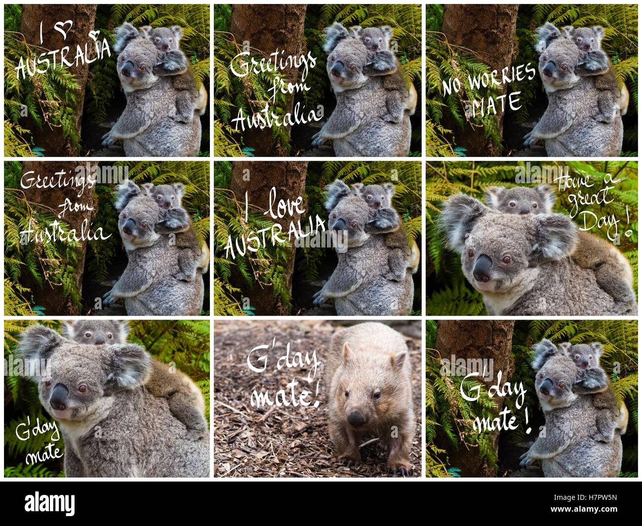 Native Australian Animals Collage