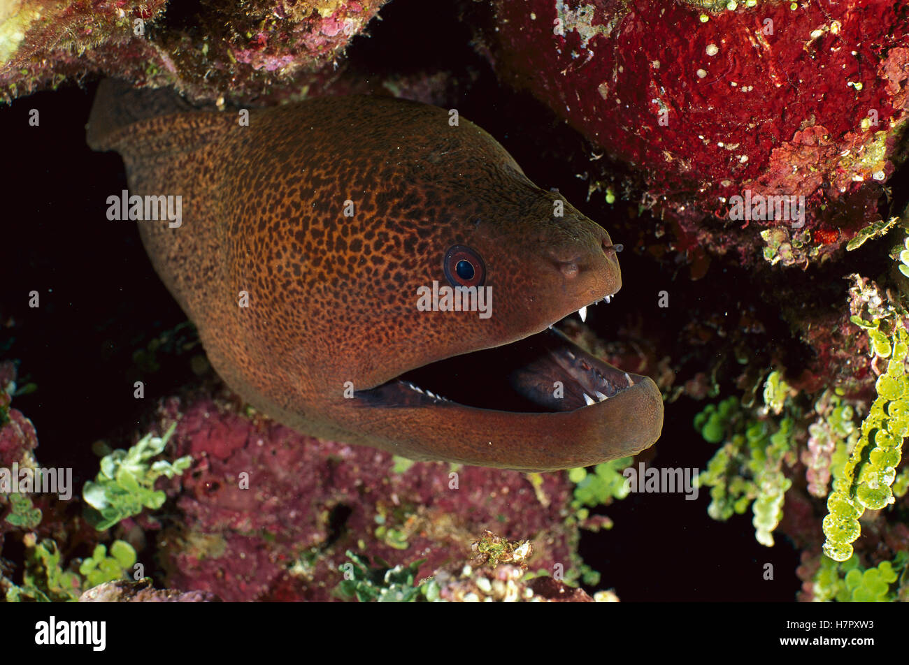Giant Moray Eel (Gymnothorax javanicus) emerging from burrow