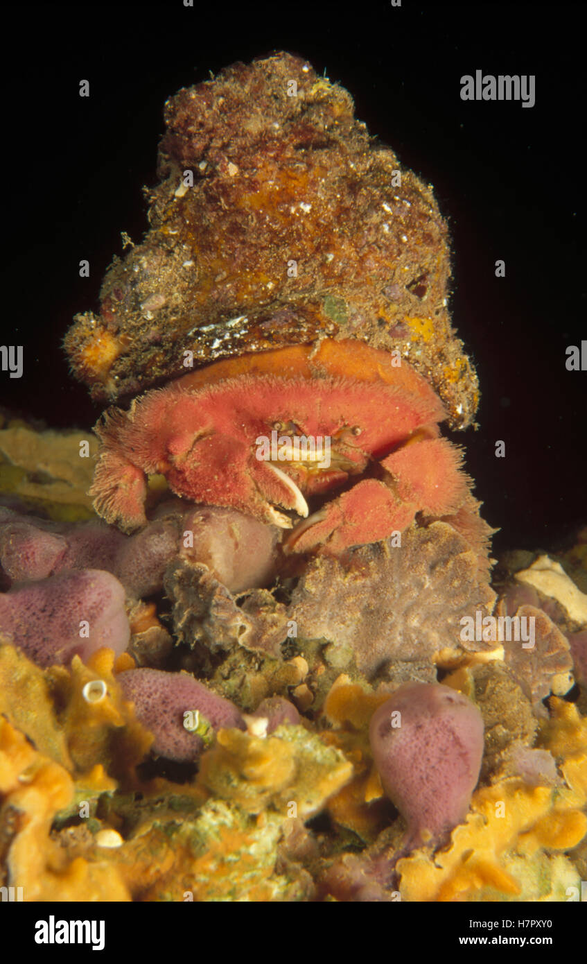 Fringed Sponge Crab (Dromidiopsis globosa) wearing a hat of a large