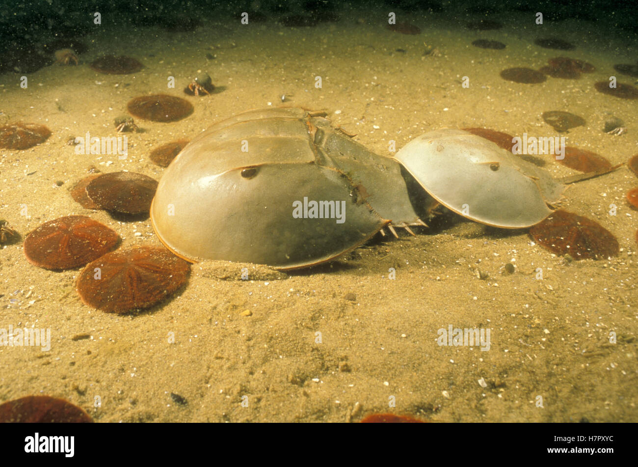 Horseshoe Crab (Limulus polyphemus) male clinging to the telson of a