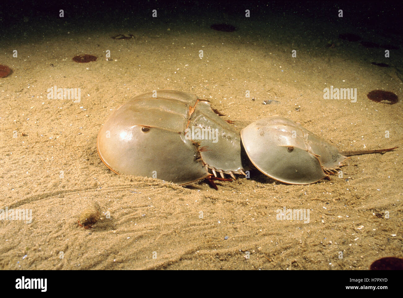 Horseshoe Crab (Limulus polyphemus) male clinging to the telson of a larger female, he will try
