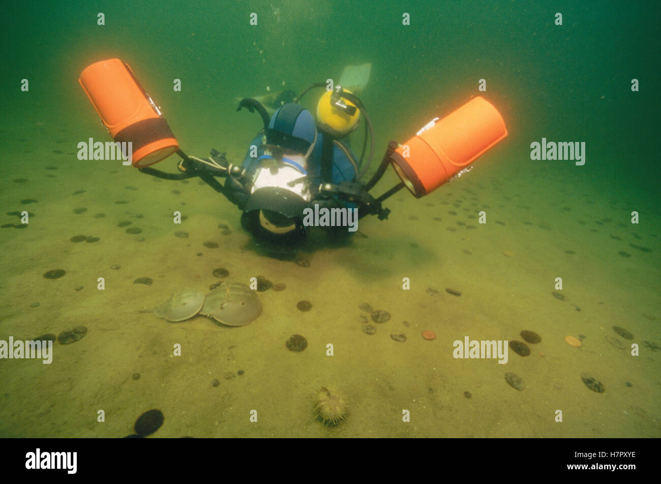 Horseshoe Crab (Limulus polyphemus) male clinging to the telson of a