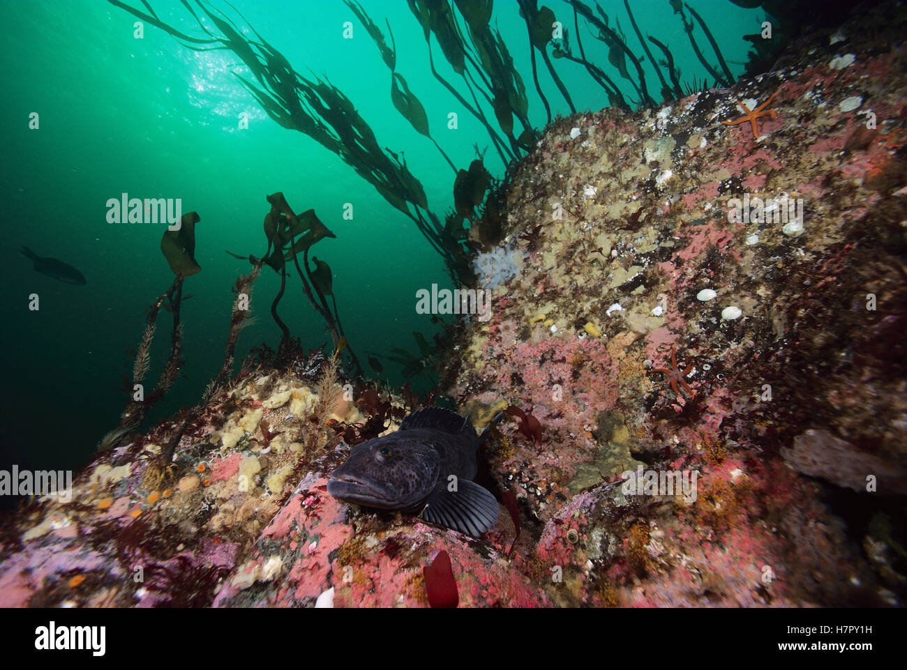 Lingcod (Ophiodon elongatus) in between rocks, Quadra Island, British ...