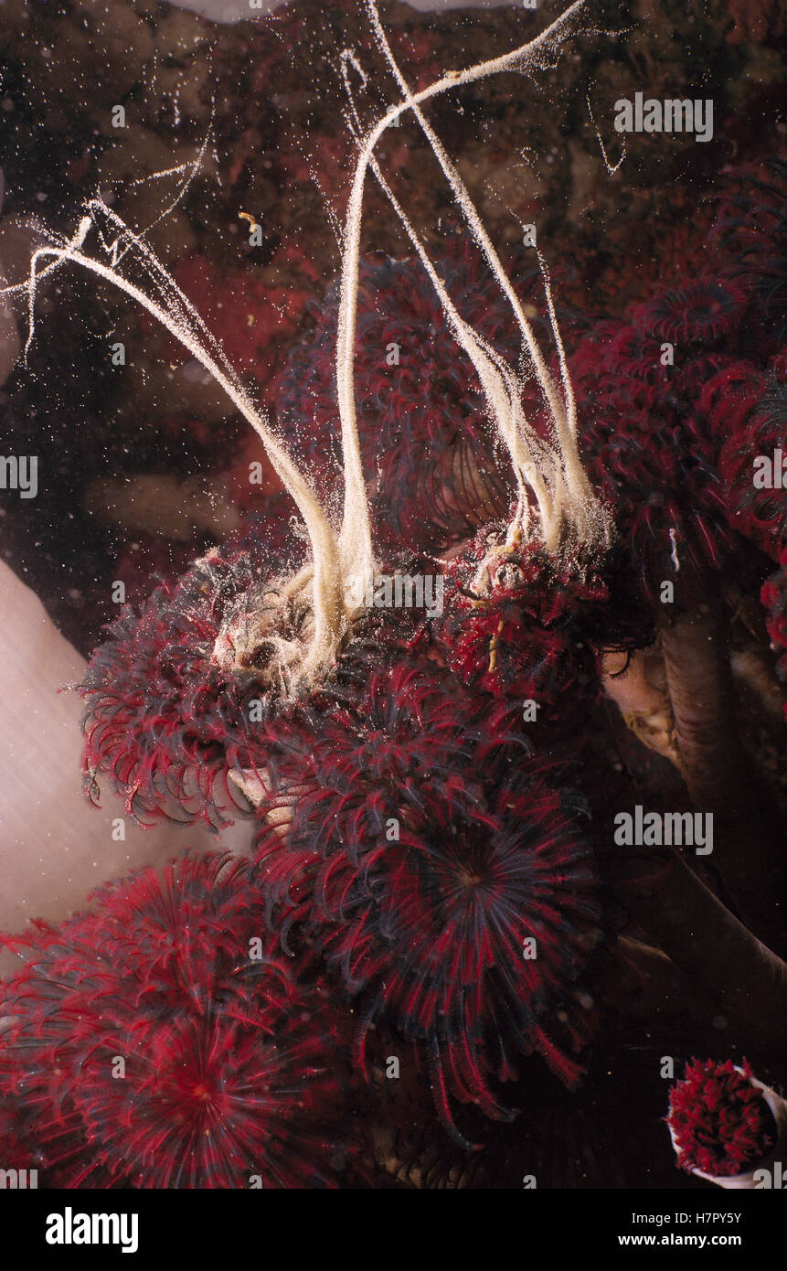 Feather Duster Worm (Eudistylia vancouveri) pair spawning, Quadra Island, British Columbia