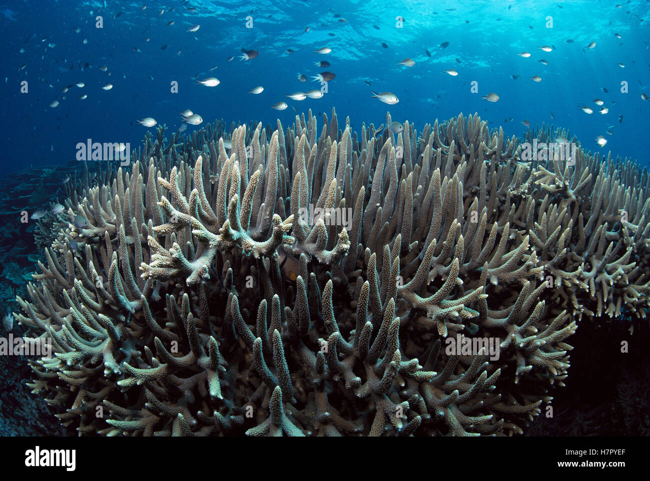 Staghorn Coral (Acropora robusta) and several species of small Damselfish (Chromis sp), Great Barrier Reef, Australia Stock Photo