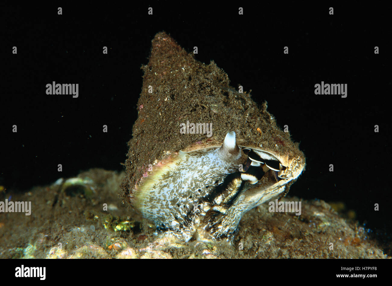 Top Shell (Trochus sp) snail standing up while spawning on the reef at ...