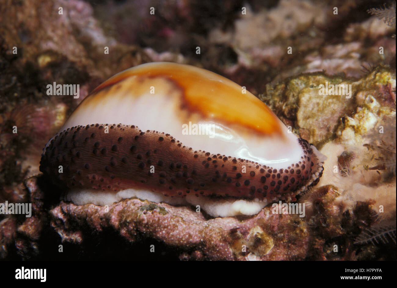 Chestnut Cowry (Cypraea spadicea) with extended mantle, Channel Islands ...