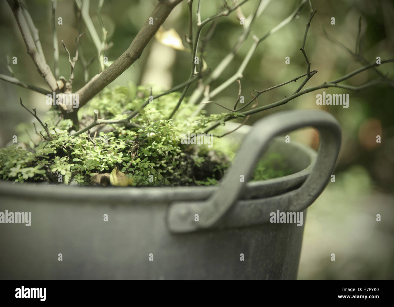 plant in a flower potmanila Stock Photo Alamy