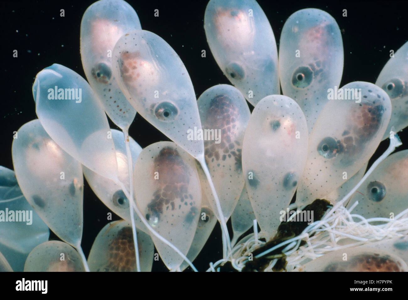 Pacific Giant Octopus Enteroctopus Dofleini Eggs Victoria British 