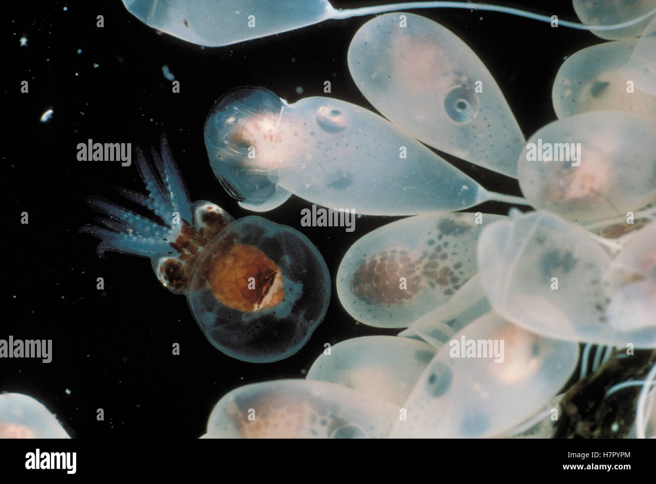 Pacific Giant Octopus (Enteroctopus dofleini) eggs and newborn