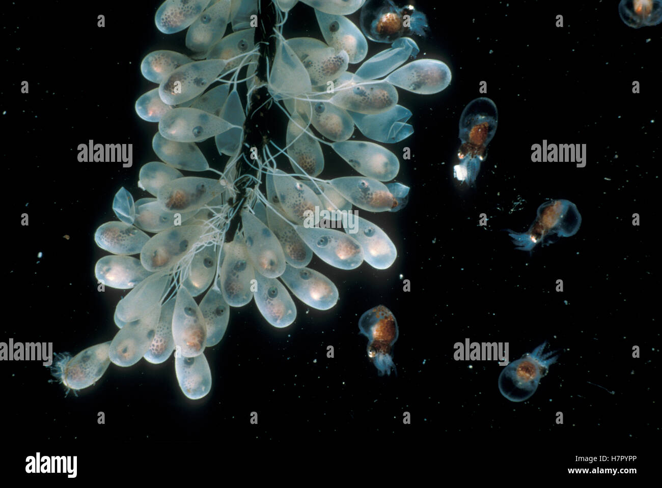 Pacific Giant Octopus (Enteroctopus dofleini) eggs and newborn