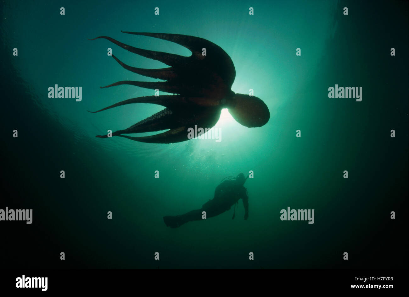 Pacific Giant Octopus (Enteroctopus dofleini) swimming with diver