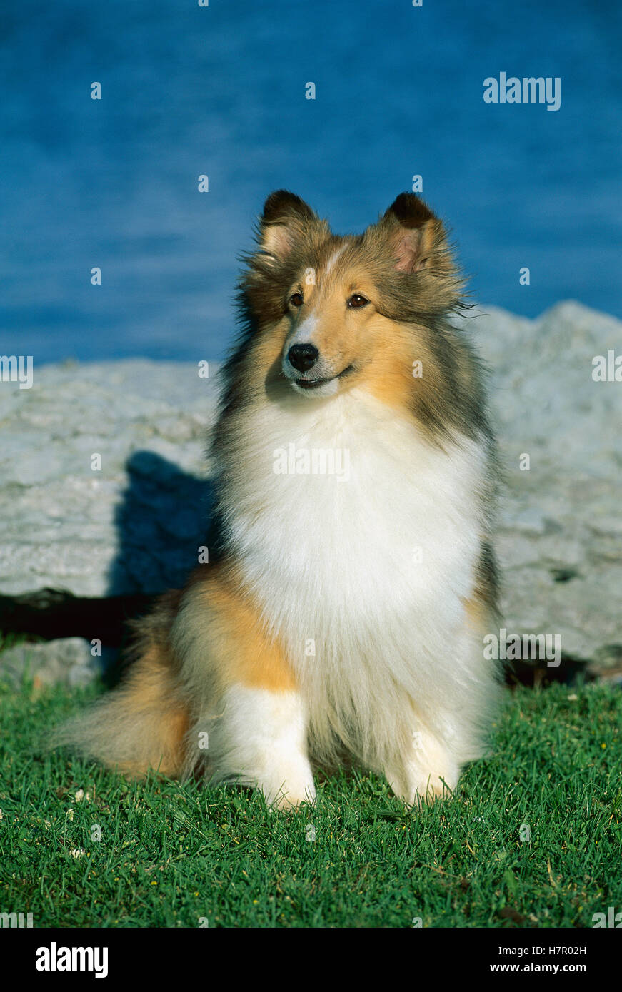 Shetland Sheepdog (Canis familiaris) adult portrait Stock Photo - Alamy