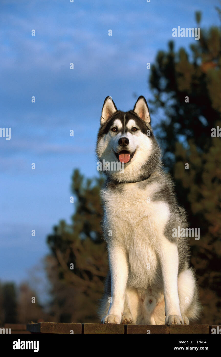Siberian Husky Canis familiaris adult male sitting on deck Stock