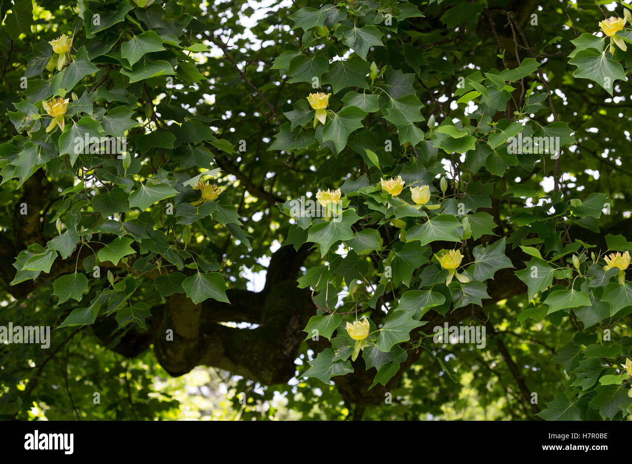 Amerikanischer Tulpenbaum, Tulpen-Baum, Magnolie, Liriodendron tulipifera, Canary Whitewood, Tulip Polar, Tulip Tree Stock Photo