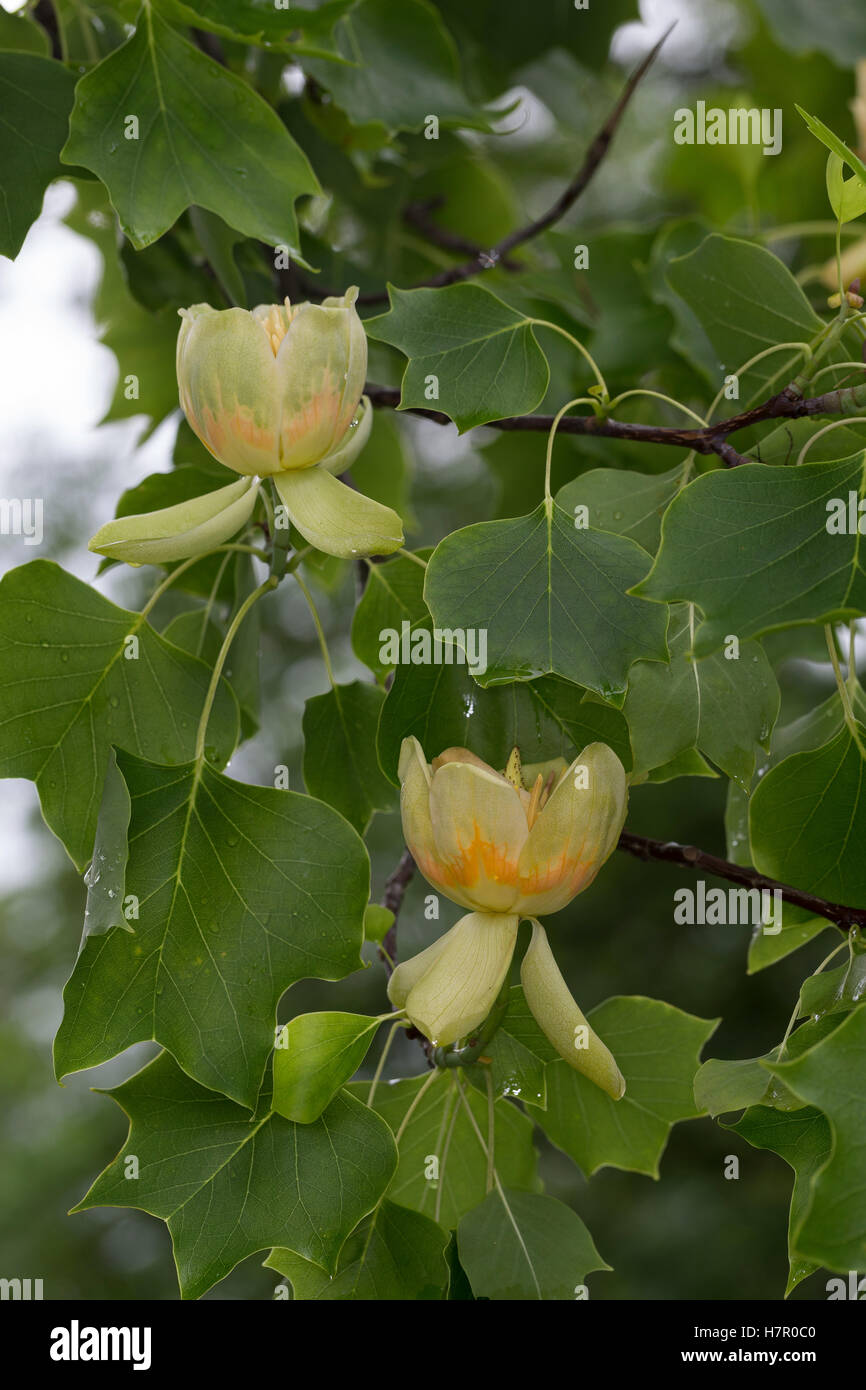 Amerikanischer Tulpenbaum, Tulpen-Baum, Magnolie, Liriodendron tulipifera, Canary Whitewood, Tulip Polar, Tulip Tree Stock Photo