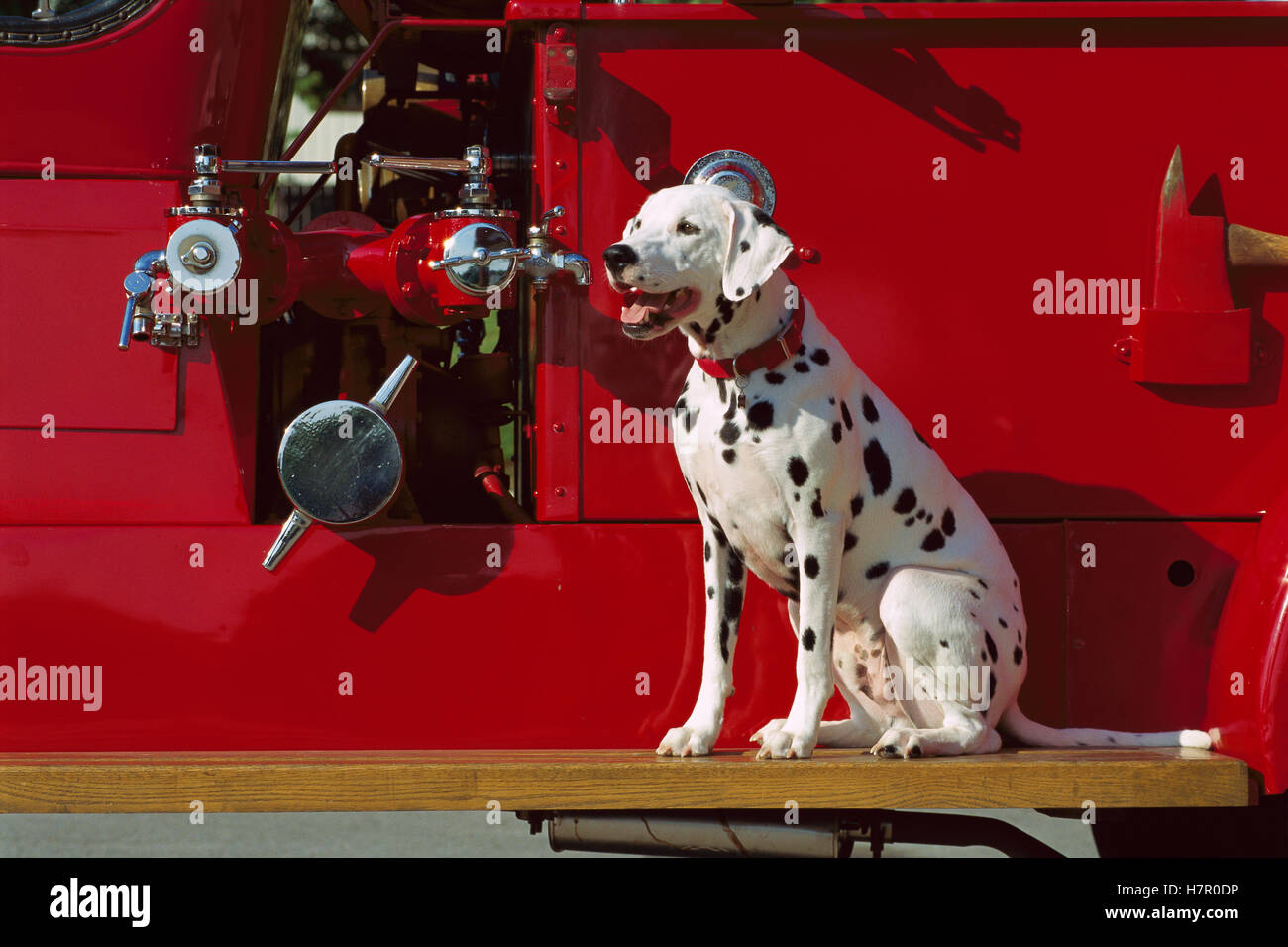 Dalmatian (Canis familiaris) on antique fire truck Stock Photo