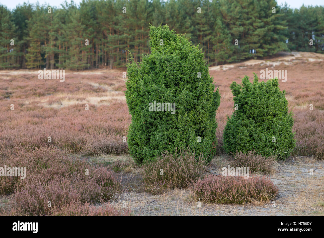 Gemeiner Wacholder, Heide-Wacholder, Heidewacholder, Juniperus communis, Common Juniper Stock Photo