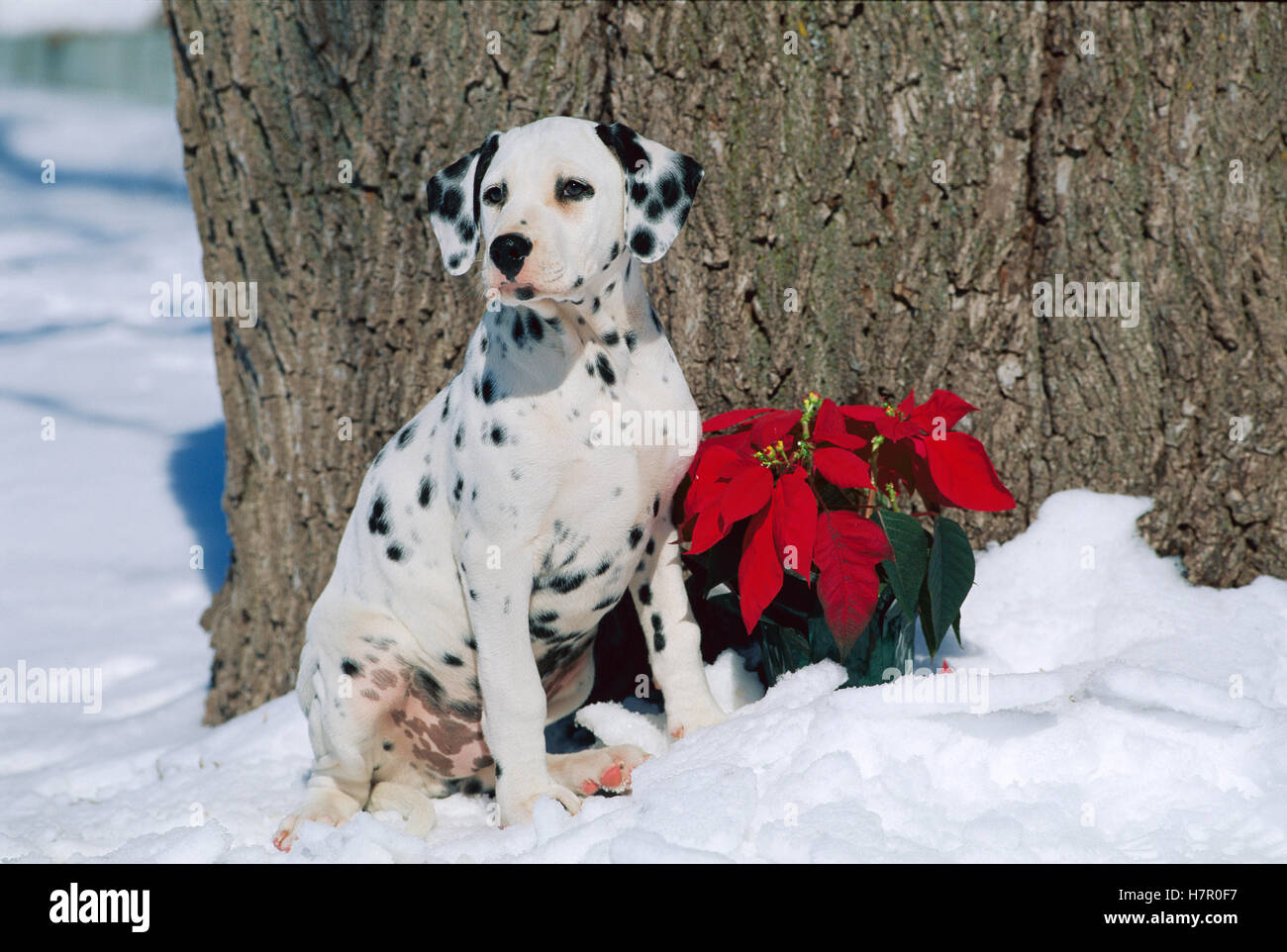 Dalmatian (Canis familiaris) puppy in snow Stock Photo - Alamy
