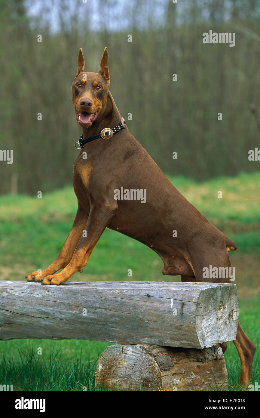 Doberman Pinscher (Canis familiaris) male with clipped ears, on bench Stock Photo Alamy
