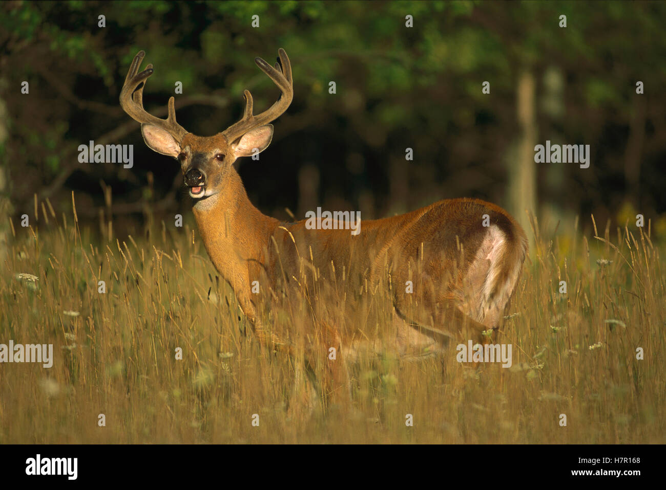 Whitetailed Deer (Odocoileus virginianus) ten point buck in velvet