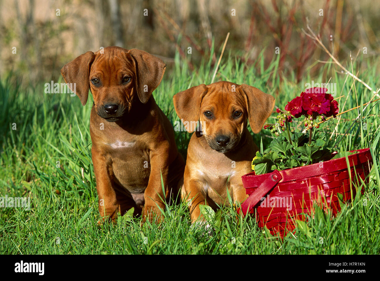 Rhodesian Ridgeback (Canis familiaris) puppy pair sitting beside red ...