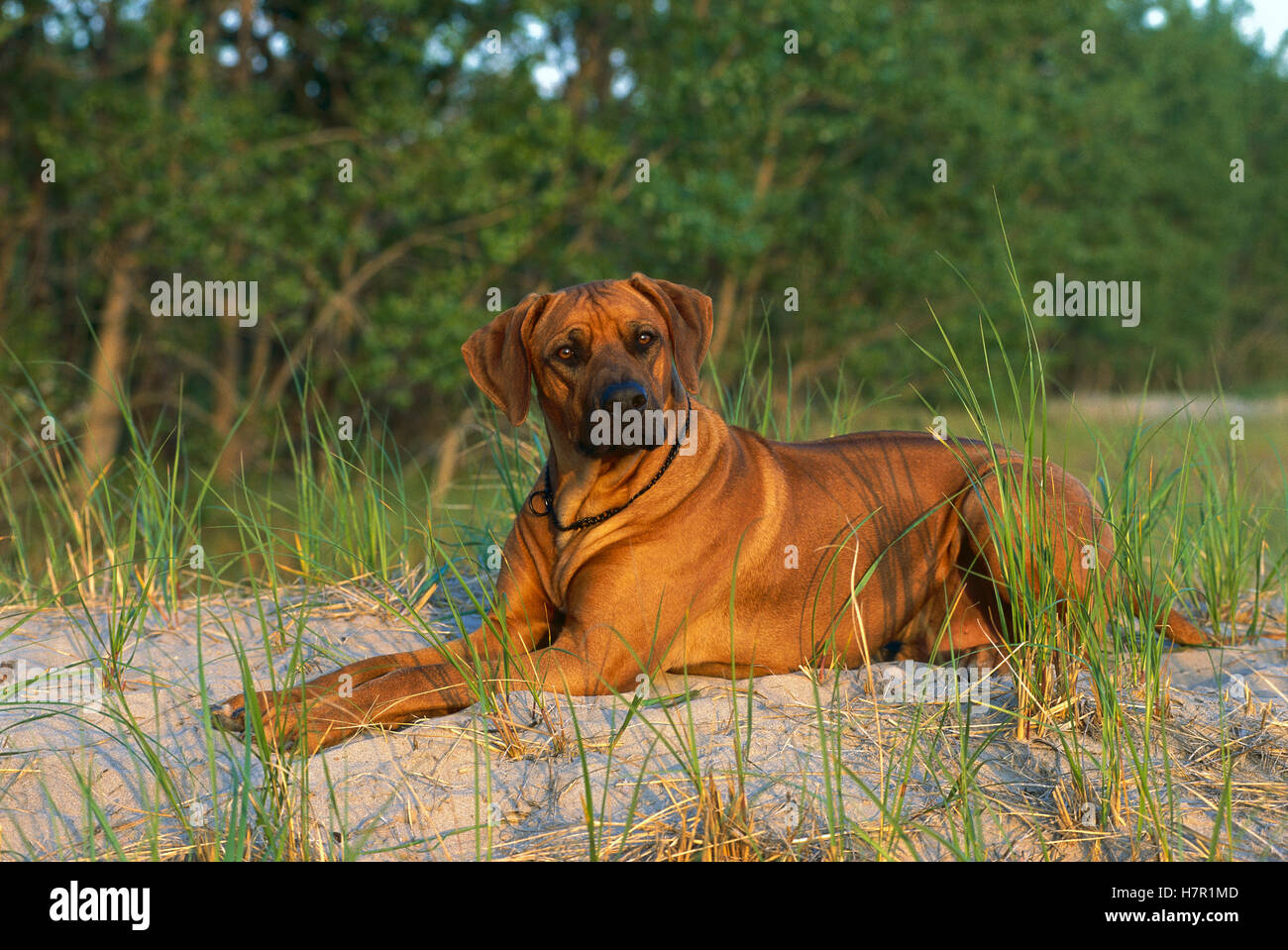 Pregnant Rhodesian Ridgeback Laying Rhodesian Ridgeback (Canis familiaris) laying down Stock Photo - Alamy