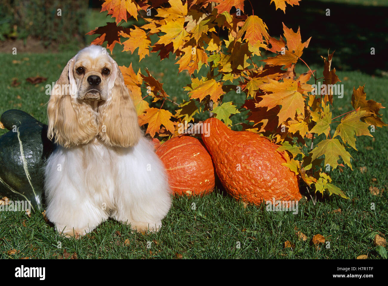 Cocker Spaniel (Canis familiaris) standing near squash, fall Stock Photo Alamy