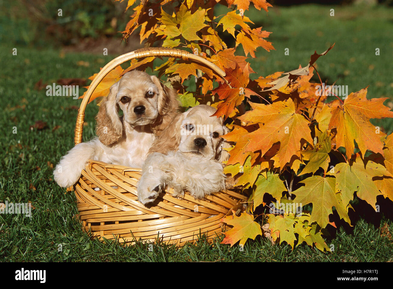 Cocker Spaniel (Canis familiaris) puppies in basket fall Stock Photo Alamy