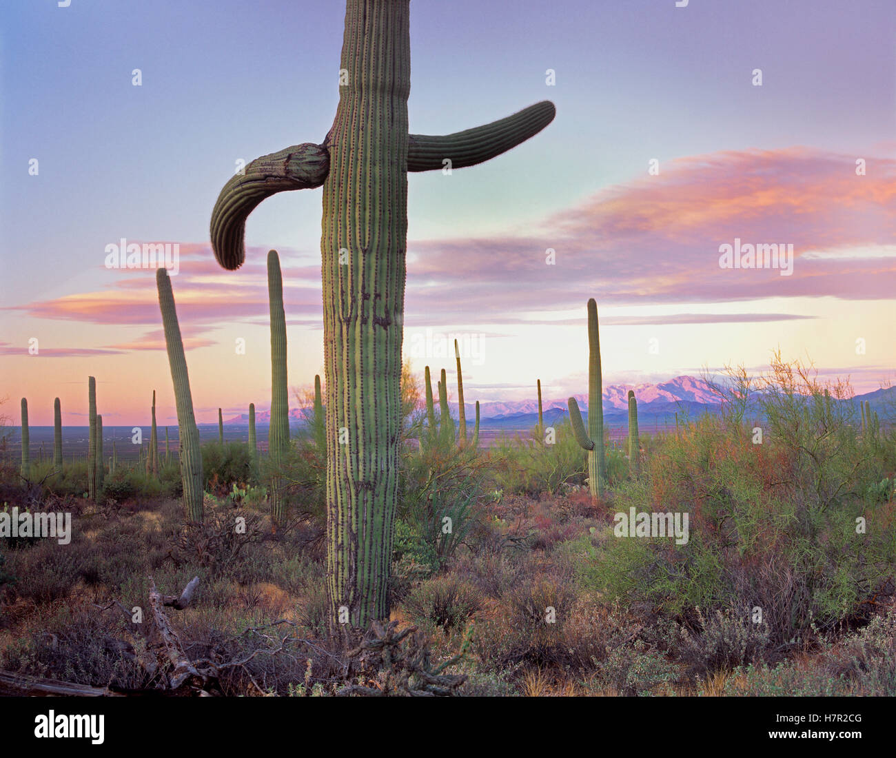 Saguaro (Carnegiea gigantea) cactus field with Sierrita Mountains in ...