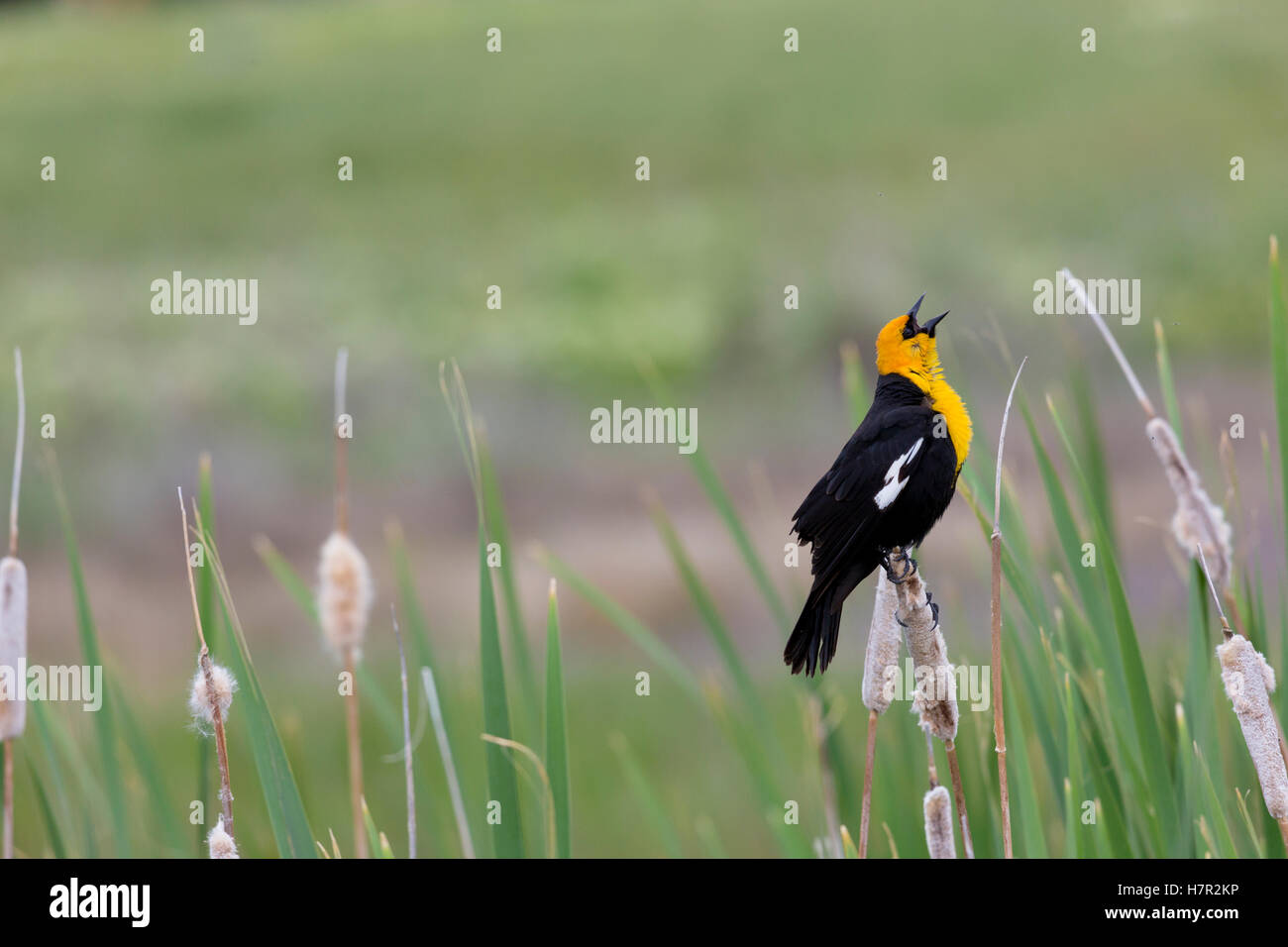 Exuberant song of yellow headed blackbird perched on cat tail stem at Farmington Bay, Utah. Horizontal image with copy space. Stock Photo