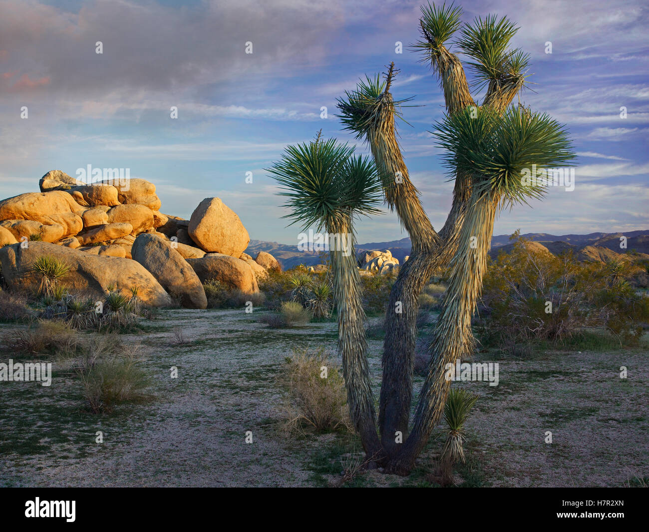 Joshua Tree (Yucca brevifolia) and boulders, Joshua Tree National Park