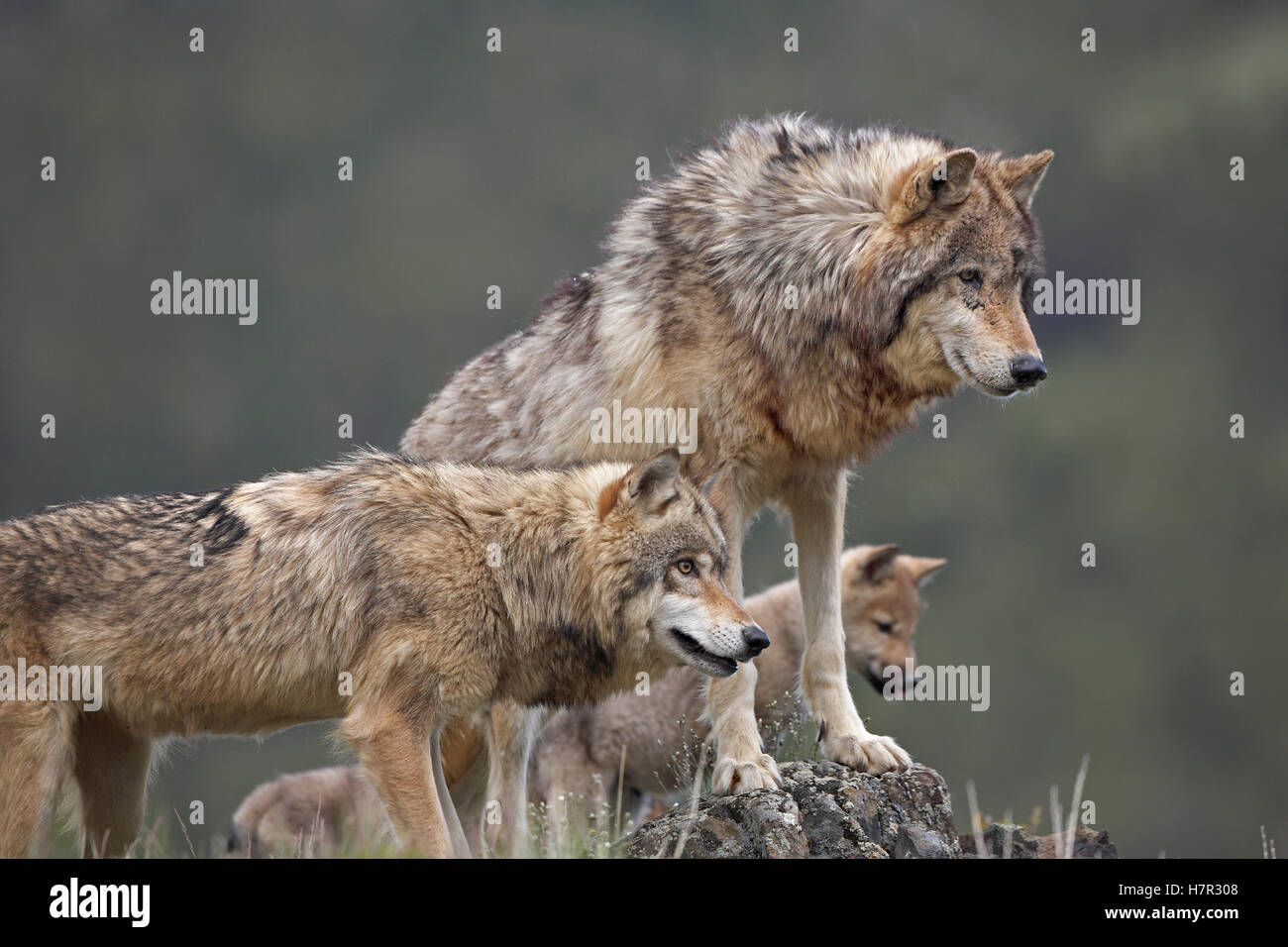 Gray Wolf (Canis lupus) group, North America Stock Photo - Alamy