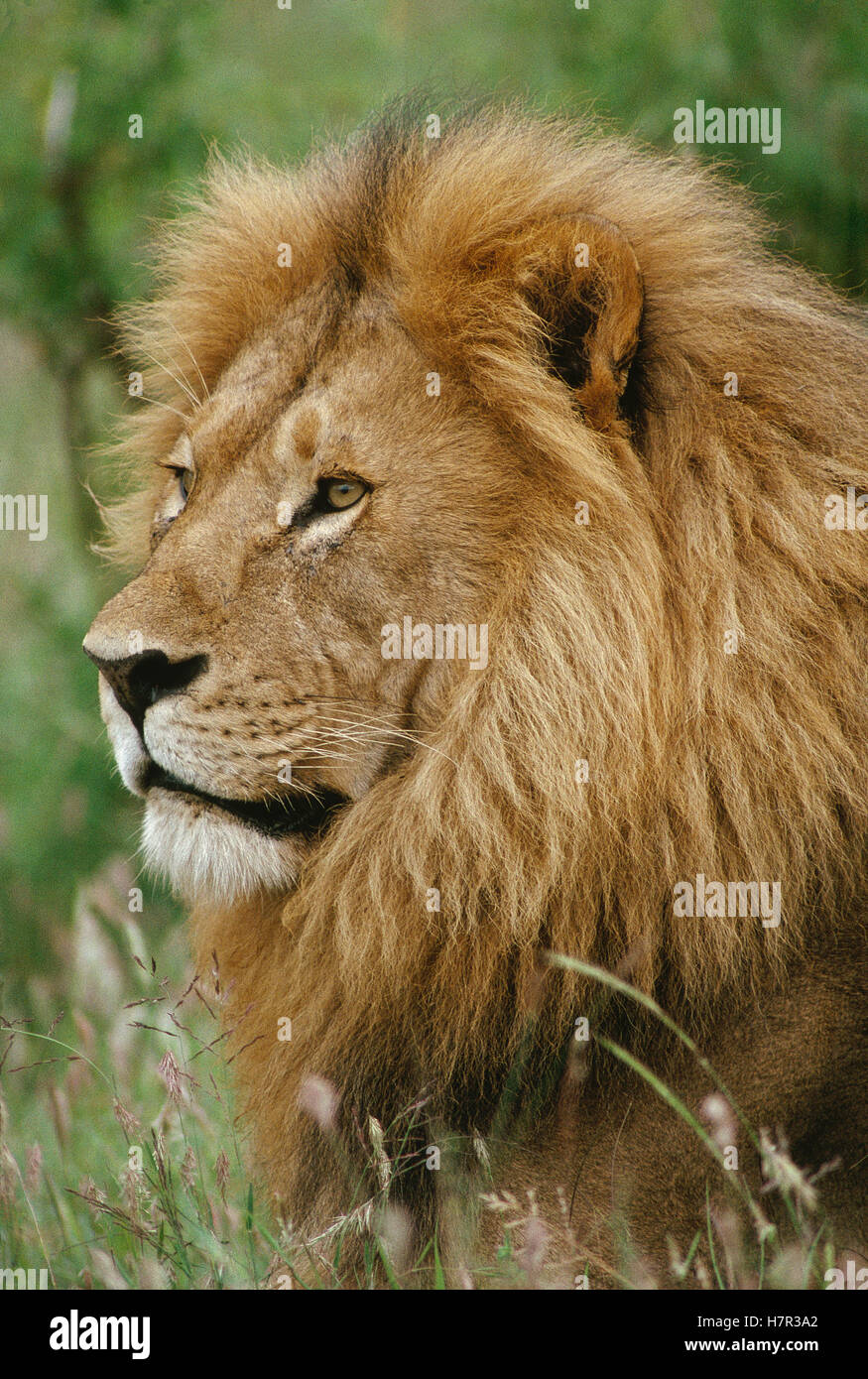 African Lion (Panthera leo) male portrait, Masai Mara, Kenya Stock ...