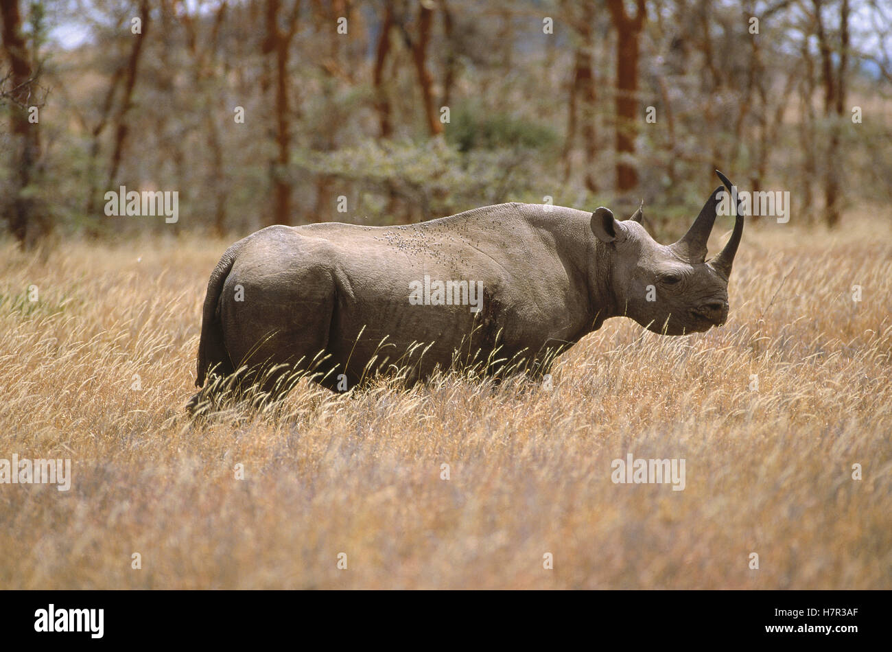 Black Rhinoceros (Diceros bicornis) portrait, Africa Stock Photo - Alamy