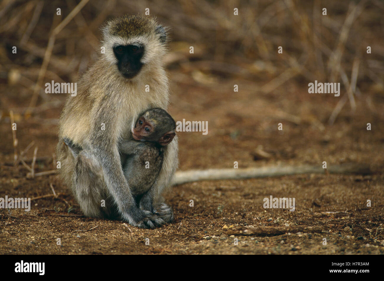 Black-faced Vervet Monkey (Cercopithecus aethiops) mother with baby ...