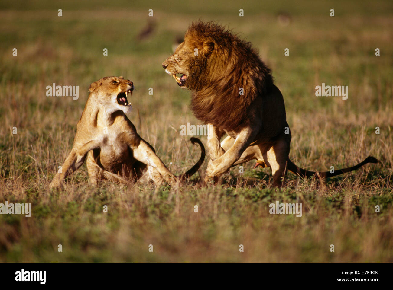 African Lion (Panthera leo) pair fighting during mating, Africa Stock ...
