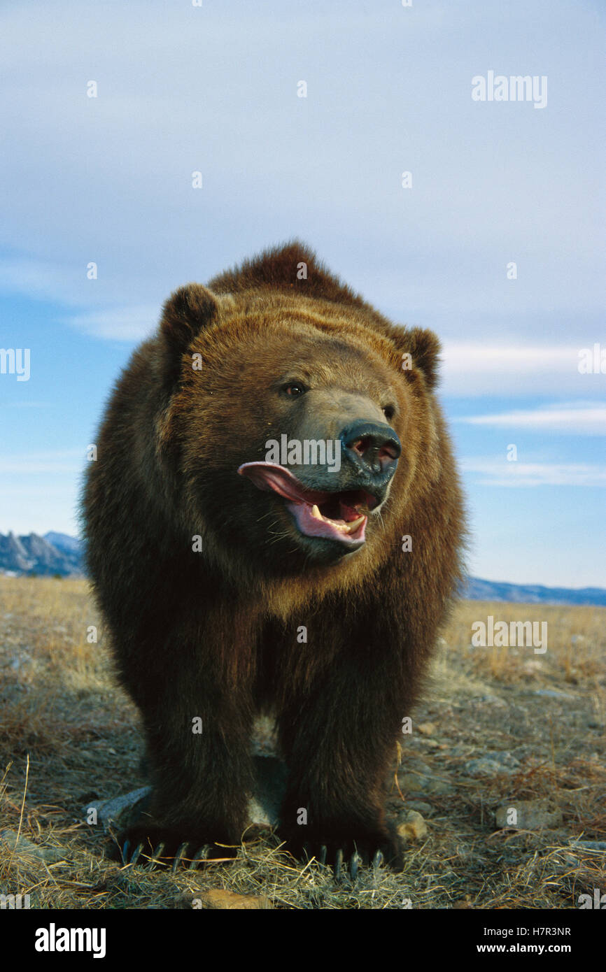 Grizzly Bear (Ursus arctos horribilis) sticking out its tongue, North