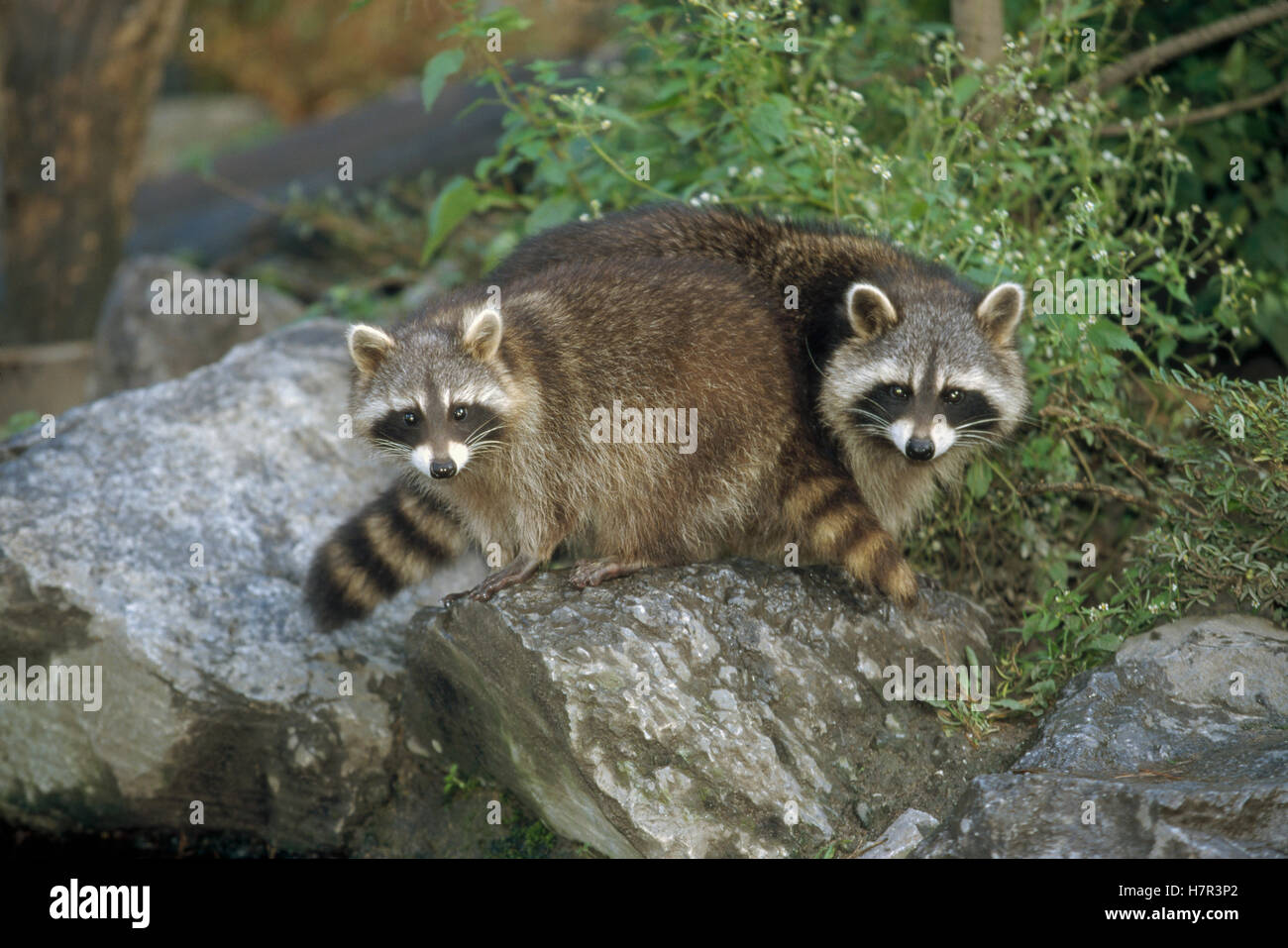 Raccoon (Procyon lotor) two juveniles balancing on a rock, Colorado Stock Photo