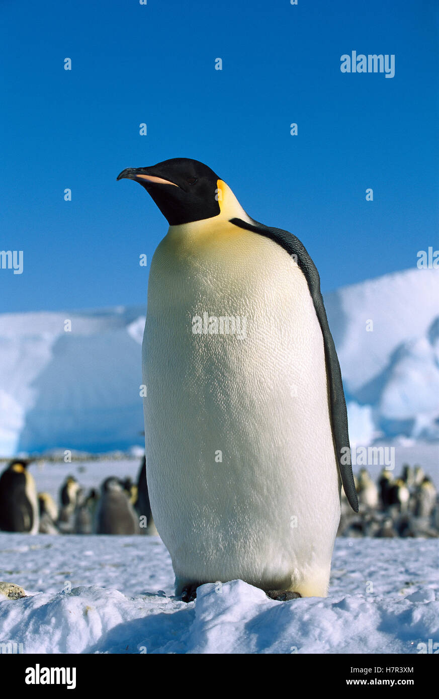 Emperor Penguin (Aptenodytes forsteri) portrait, Antarctica Stock Photo ...