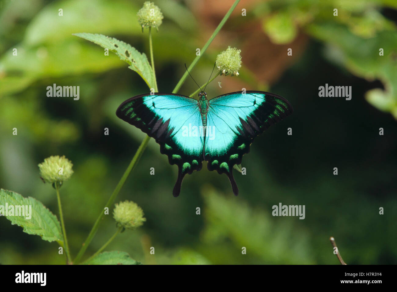 Ulysses Butterfly (Papilio ulysses) on plant stem, Indonesia Stock