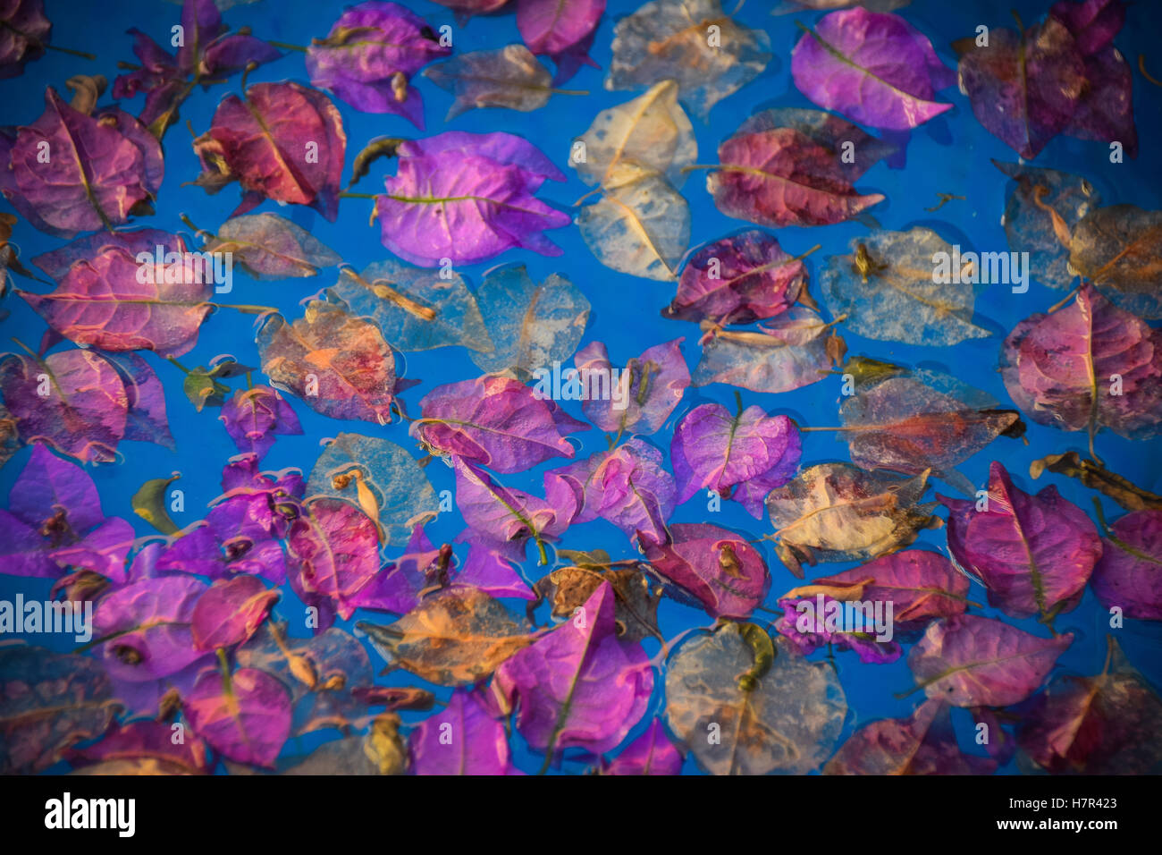 Flower petals in a swimming pool Stock Photo Alamy