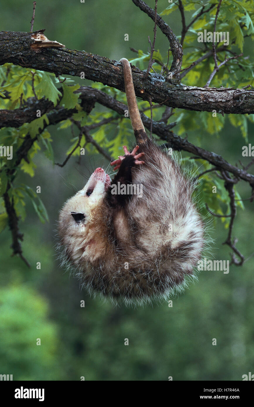 Virginia Opossum (Didelphis virginiana) female hanging in tree by
