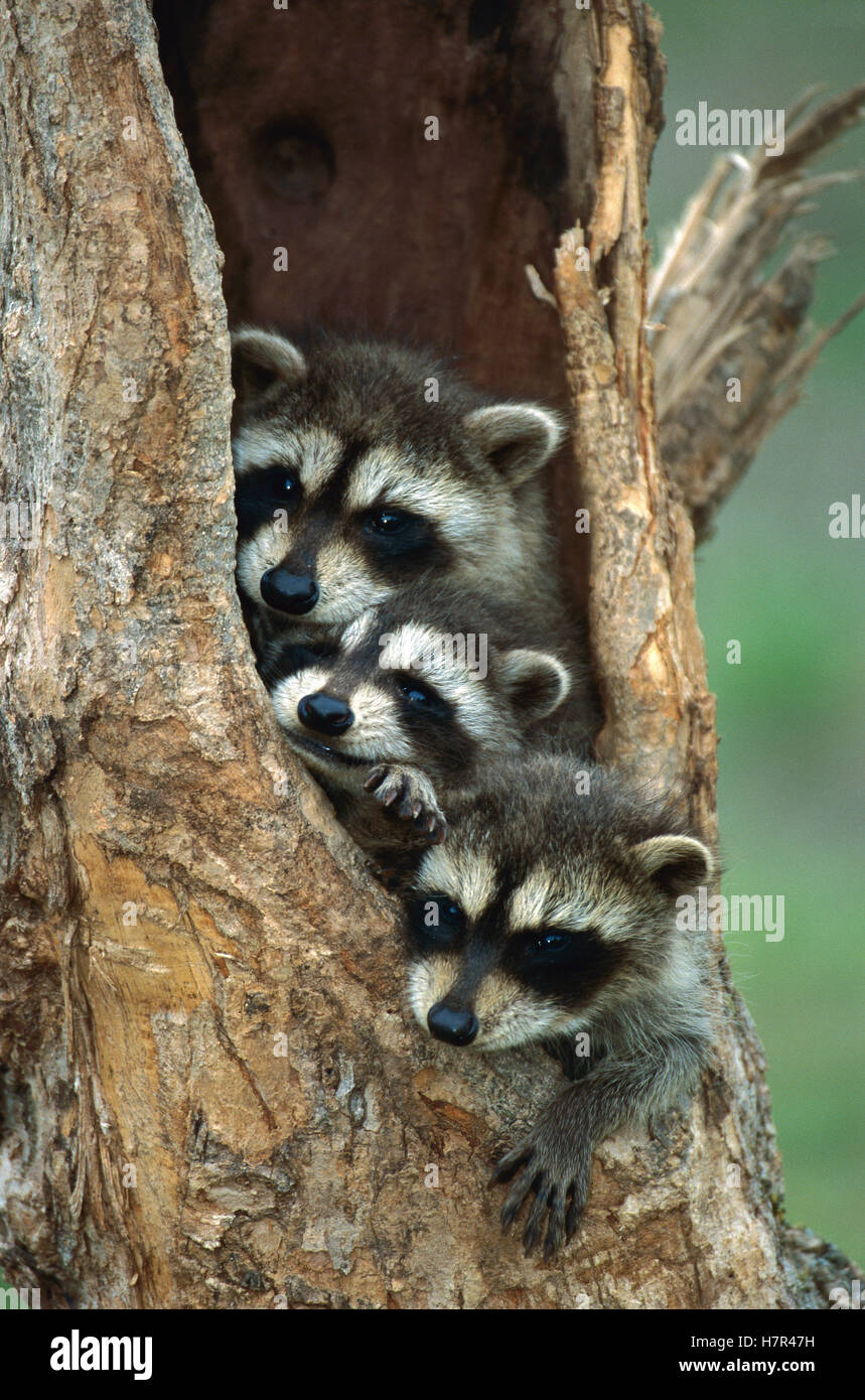 Raccoon (Procyon lotor) young peering out from hole in tree, North America Stock Photo
