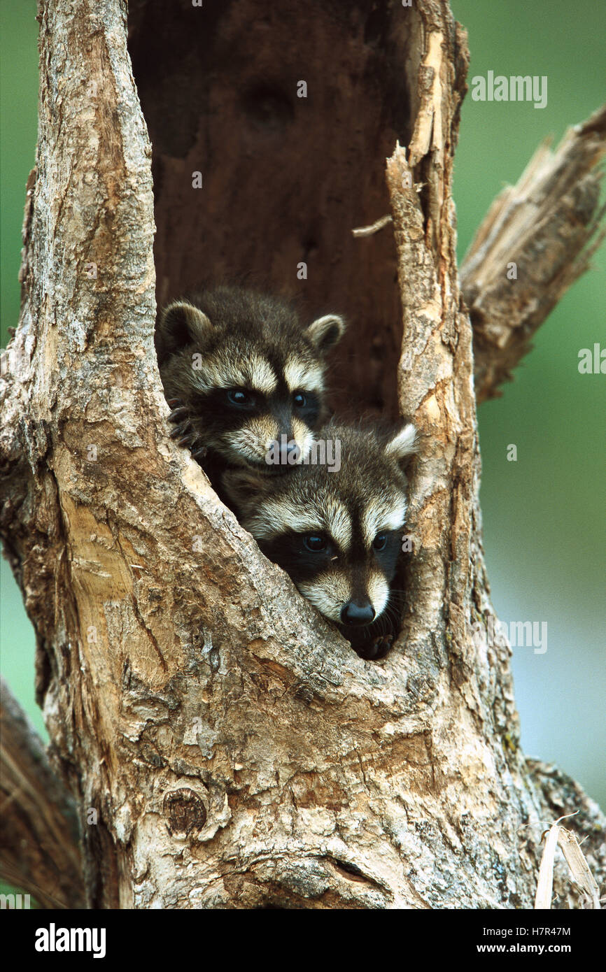 Raccoon (Procyon lotor) two babies peering out from hole in tree, North America Stock Photo