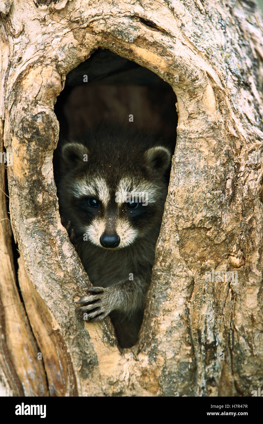 Raccoon (Procyon lotor) baby peering out from hole in tree, North America Stock Photo