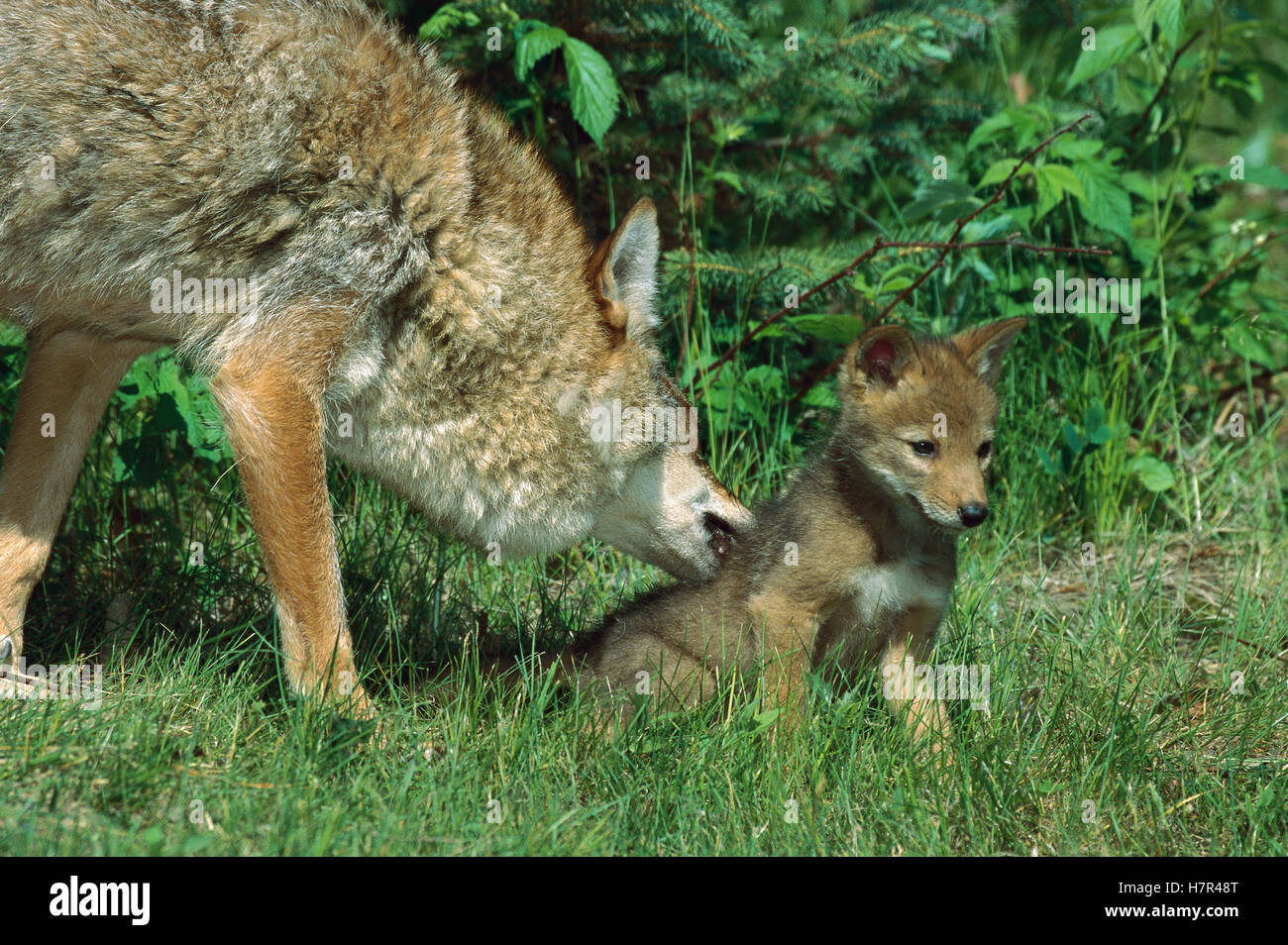 Baby coyote mother High Resolution Stock Photography and Images Alamy