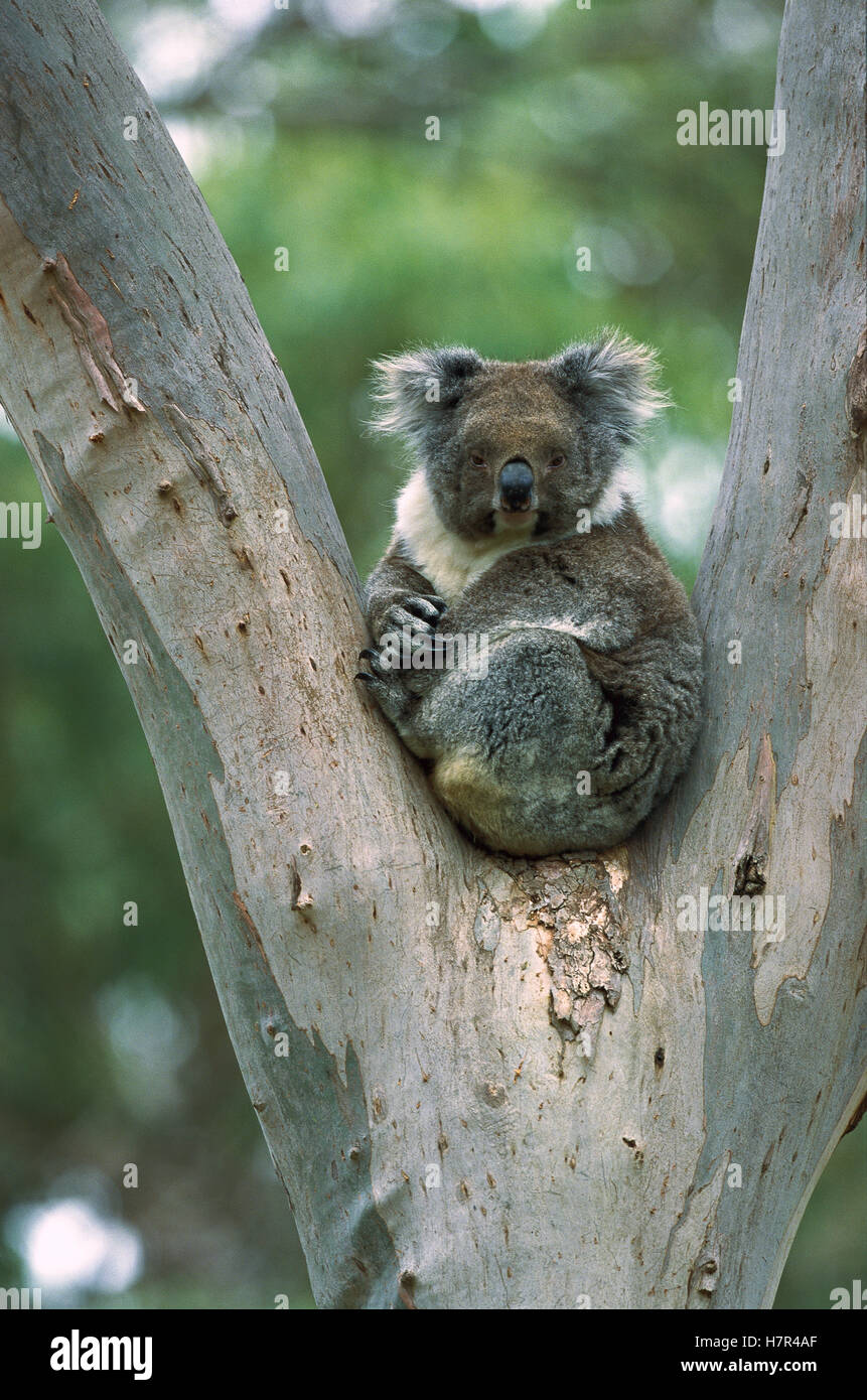 koala-phascolarctos-cinereus-in-eucalyptus-tree-australia-stock